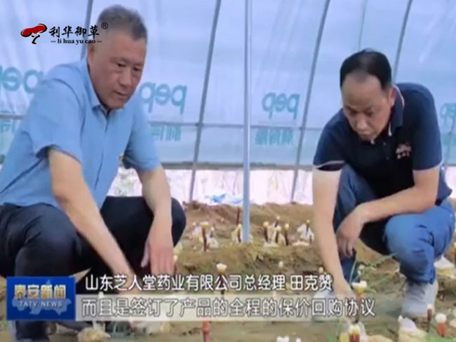 利華御草,利華御草貼牌,泰安新聞,靈芝代工