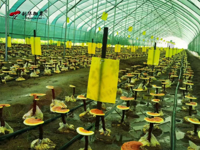 芝人堂靈芝孢子粉,182項(xiàng)歐盟有機(jī)認(rèn)證農(nóng)殘檢測,182項(xiàng)歐盟有機(jī)認(rèn)證