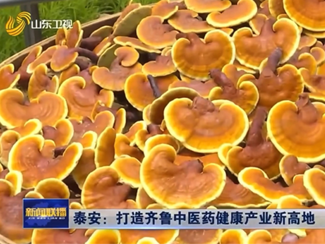 山東衛(wèi)視大篇幅報道靈芝全產(chǎn)業(yè)鏈企業(yè)芝人堂