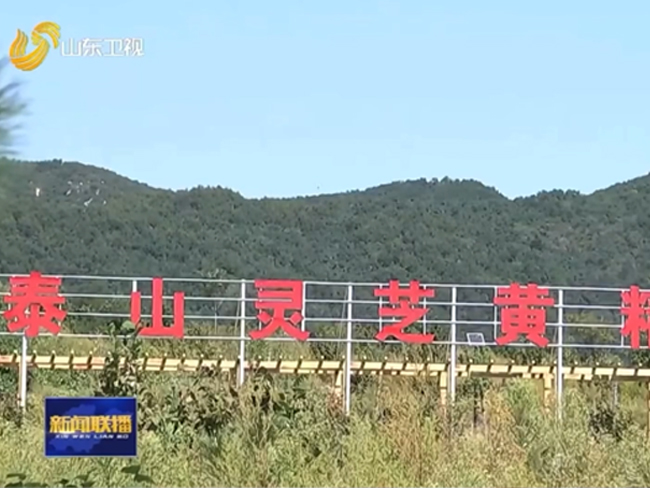 山東衛(wèi)視大篇幅報道靈芝全產(chǎn)業(yè)鏈企業(yè)芝人堂