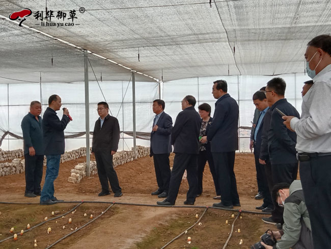 山東省百人林下經(jīng)濟(jì)現(xiàn)場觀摩團(tuán)蒞臨芝人堂靈芝谷調(diào)研