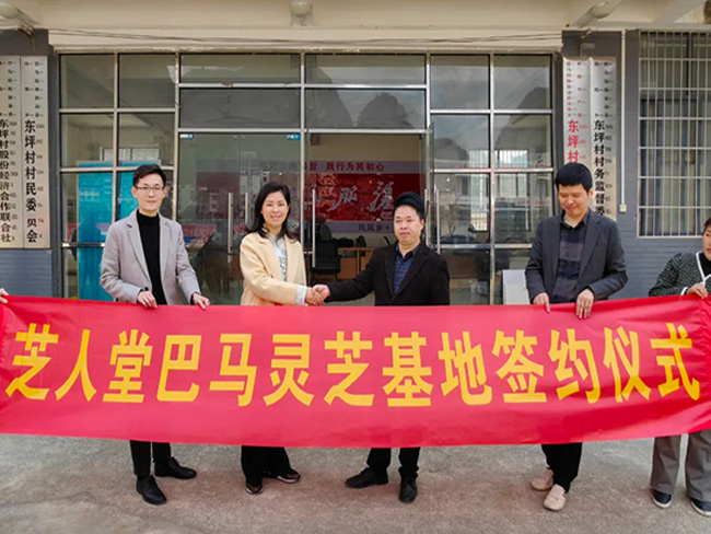 熱烈祝賀芝人堂在長(zhǎng)壽之鄉(xiāng)巴馬建設(shè)靈芝基地！